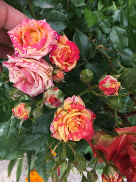 DFEA2267-2207-42B1-B6B9-D646D3954C9C - Trandafiri 2019 II