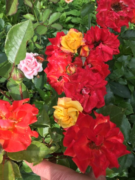 0A2C85B4-93D4-46B4-95F6-B6B23E4DDAB1 - Trandafiri 2019 II