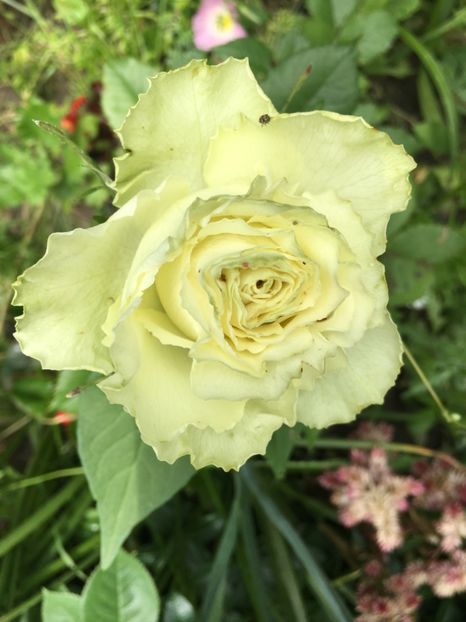 Green - Trandafiri 2019 II