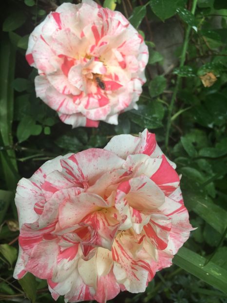 4E80994C-F187-4C76-9AFC-1BDBEB94B117 - Trandafiri 2019 II