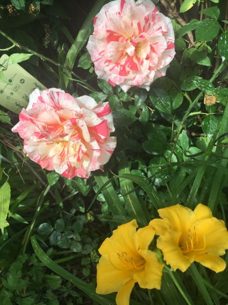 FB1E4426-2CB9-4C21-A9B7-7F25D12D0CD7 - Trandafiri 2019 II