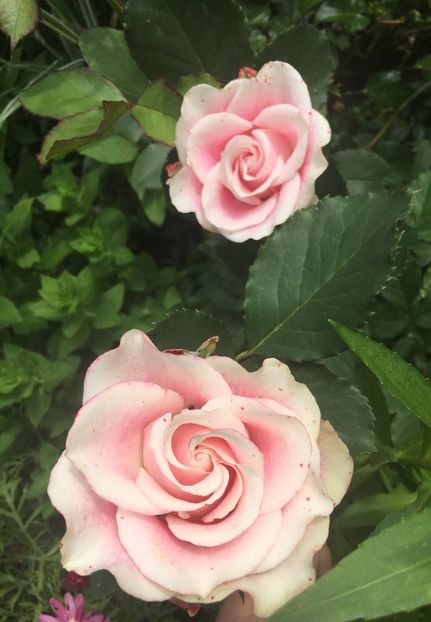 90CD5D39-894F-43E1-91C7-790671C1C910 - Trandafiri 2019 II