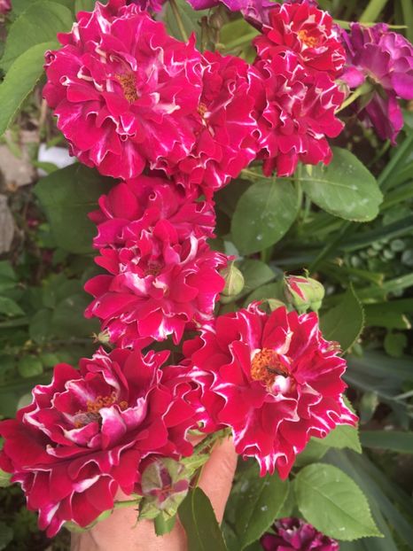 C92234F3-7C5F-4BC4-807D-BA62859F1E03 - Trandafiri 2019 II