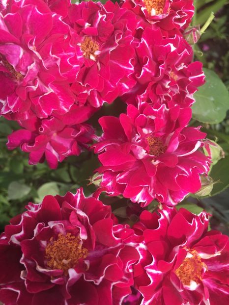 6453AA7E-331F-4549-BA75-53C5258D92BF - Trandafiri 2019 II