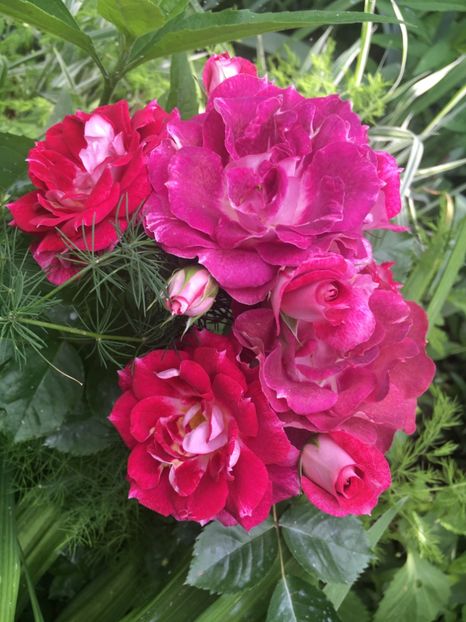 C3A08F71-4F51-4105-826D-18DE60D99D99 - Trandafiri 2019 II