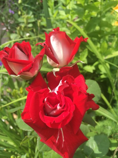 16950C16-1A58-41EE-82CC-C5F49A102F31 - Trandafiri 2019 II