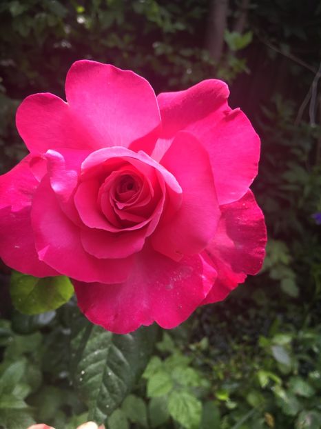 4FEE6C28-4106-4272-BC9A-1E7257C48C42 - Trandafiri 2019 II