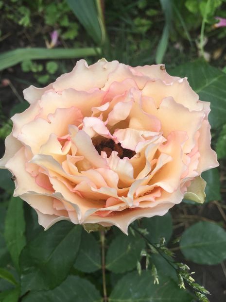 54E639CE-D847-4A43-8532-650E00946FD5 - Trandafiri 2019 II