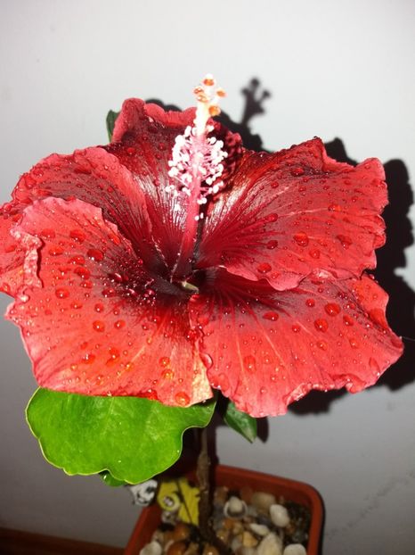  - Florile mele aprilie 2019