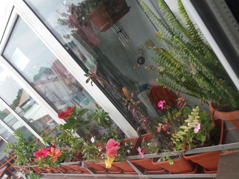  - Florile mele aprilie 2019