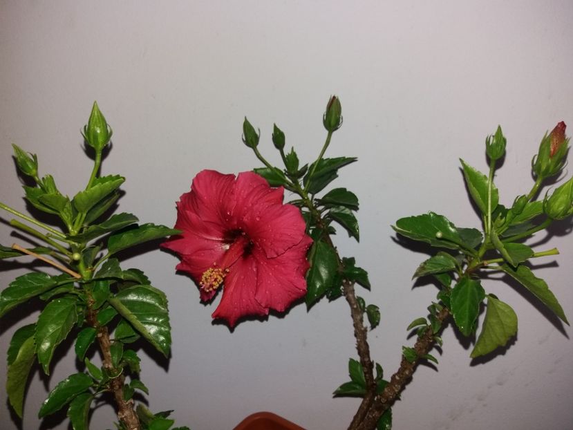  - Florile mele aprilie 2019