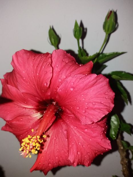  - Florile mele aprilie 2019