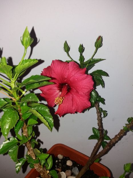  - Florile mele aprilie 2019