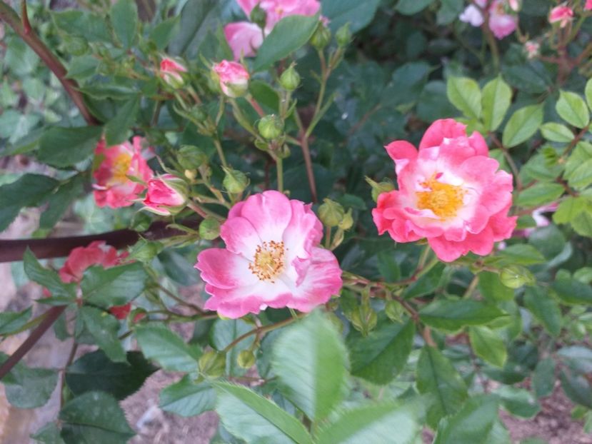  - A 2019 EVOLUTIE Trandafiri