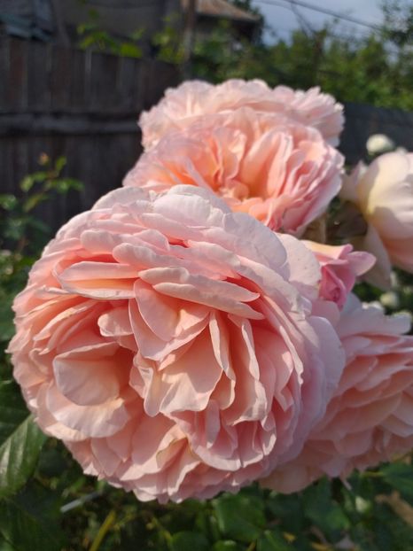  - A 2019 EVOLUTIE Trandafiri