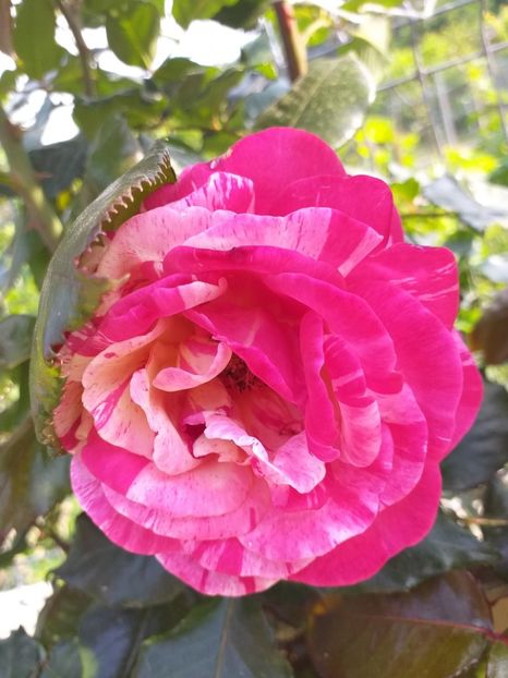  - A 2019 EVOLUTIE Trandafiri