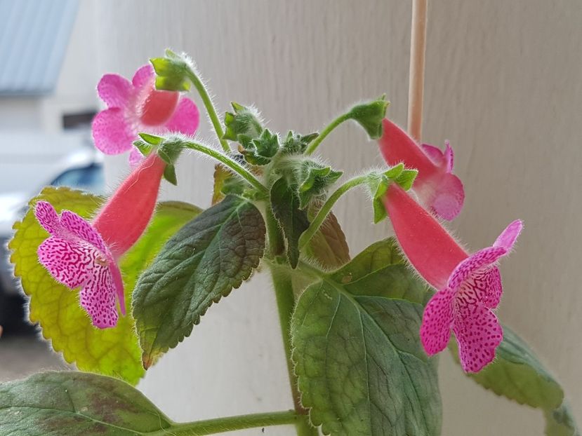 Sunshine - Kohleria