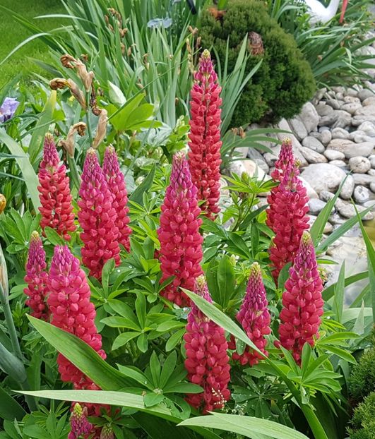 Lupin rosu - Mai 2019