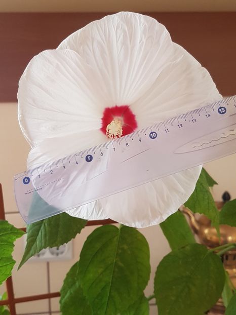 Nu stiu ce fel de hibi e dar are flori f mari. - Alte plante de interior