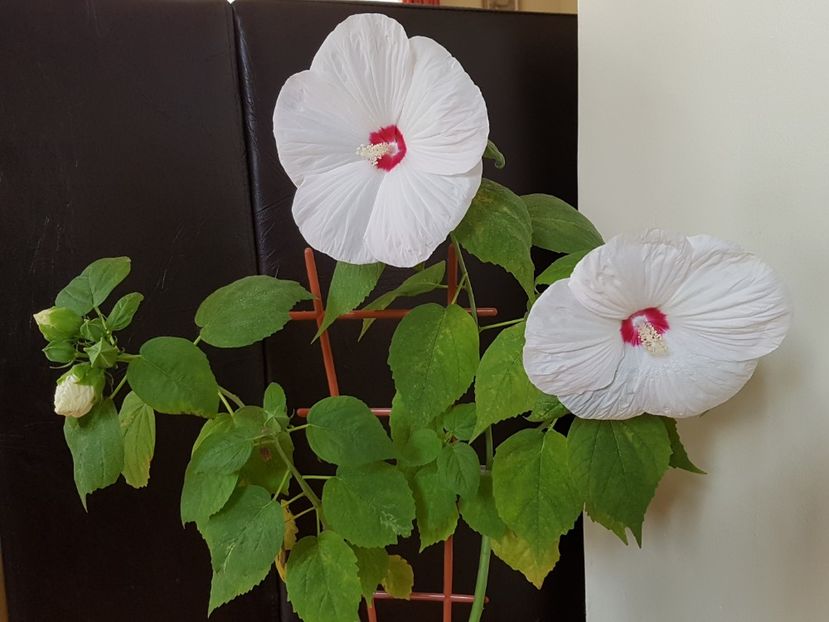  - Alte plante de interior