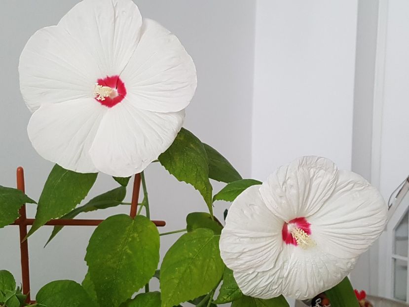  - Alte plante de interior