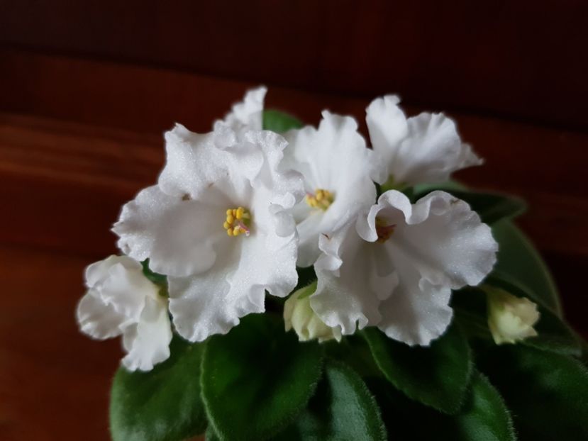 30.05.2019 - Alan s White Feather