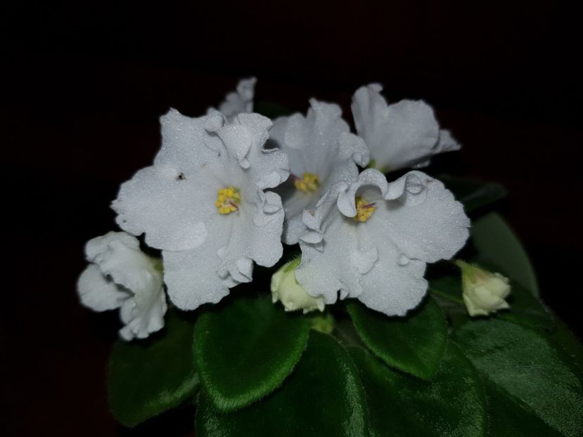 Alan s White Father - AAlbum violete