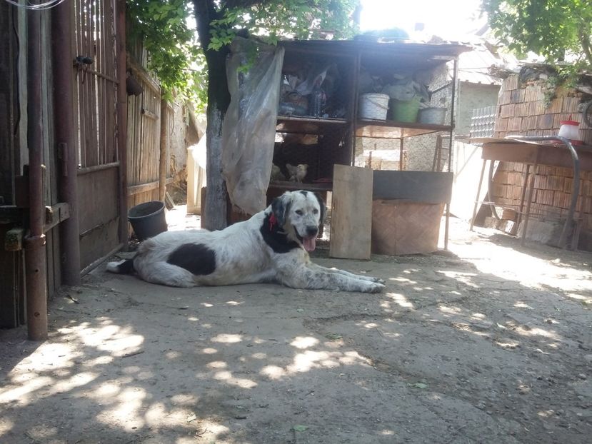 Femela 2 ani - Ciobanesc Romanesc De Bucovina