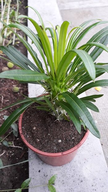 Pachypodium - Plantutele mele