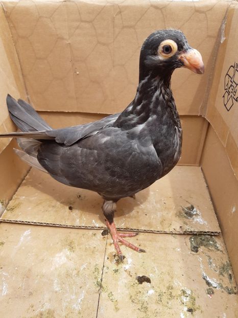 Pui din P16 - Pui 2019