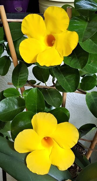  - x Alte plante cu flori