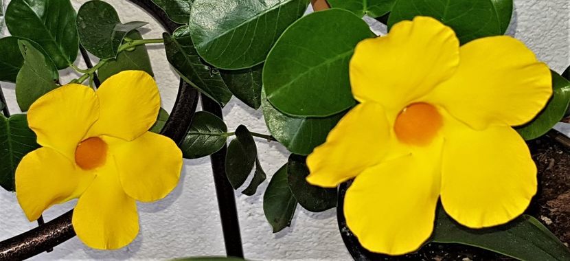  - x Alte plante cu flori