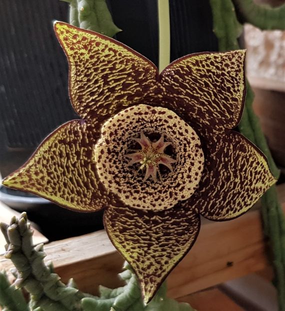  - Cactusi si suculente