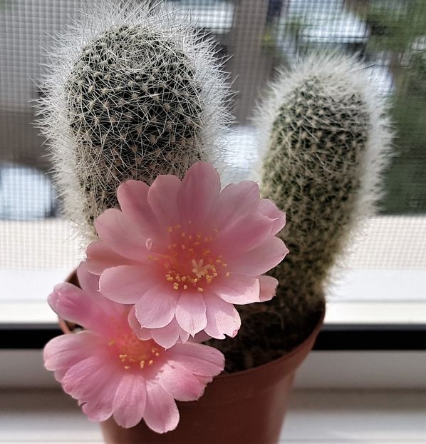  - Cactusi si suculente