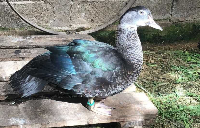 No coment. - Bomboane asortate 2019