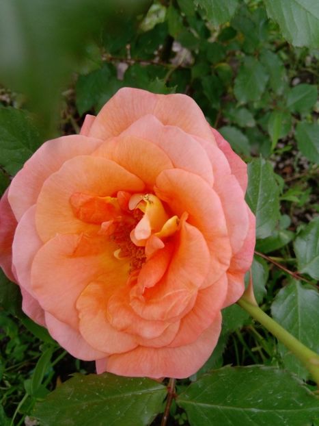 31 mai - Trandafiri 2019