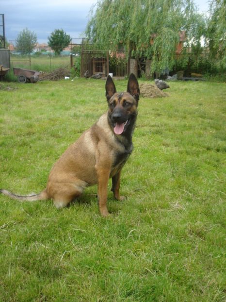 Sheeba - 1 an si 5 luni - CAINI SI CATEI