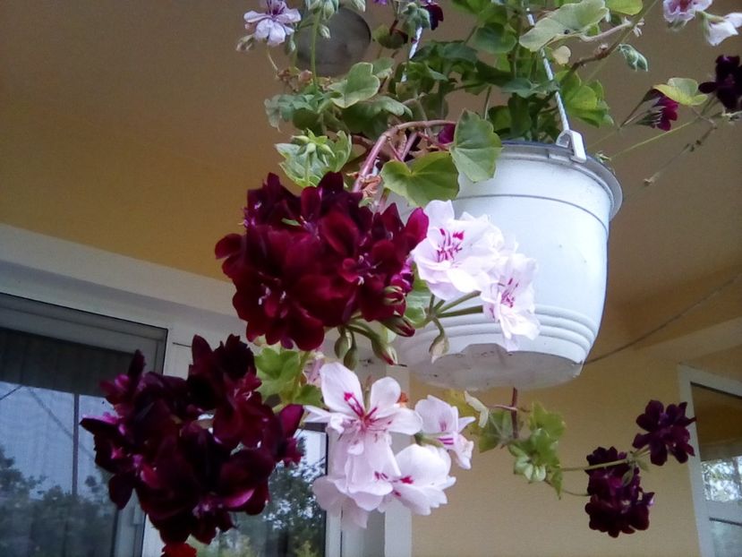  - Frumuseti la casa parinteasca