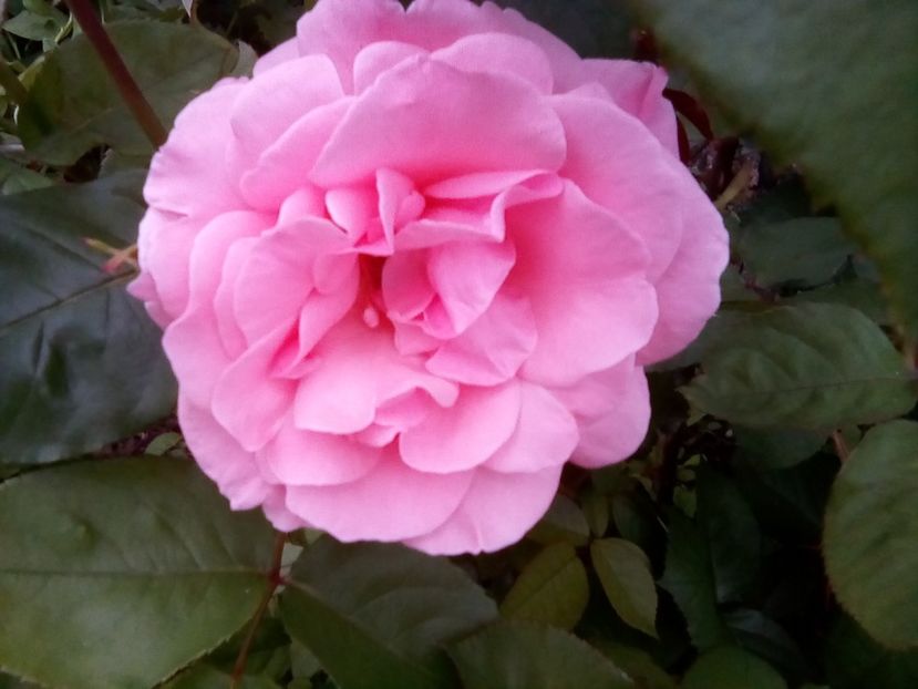  - Frumuseti la casa parinteasca