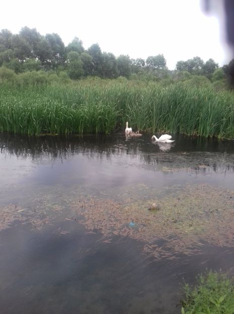 IMG-20190531-WA0006 - Lebada