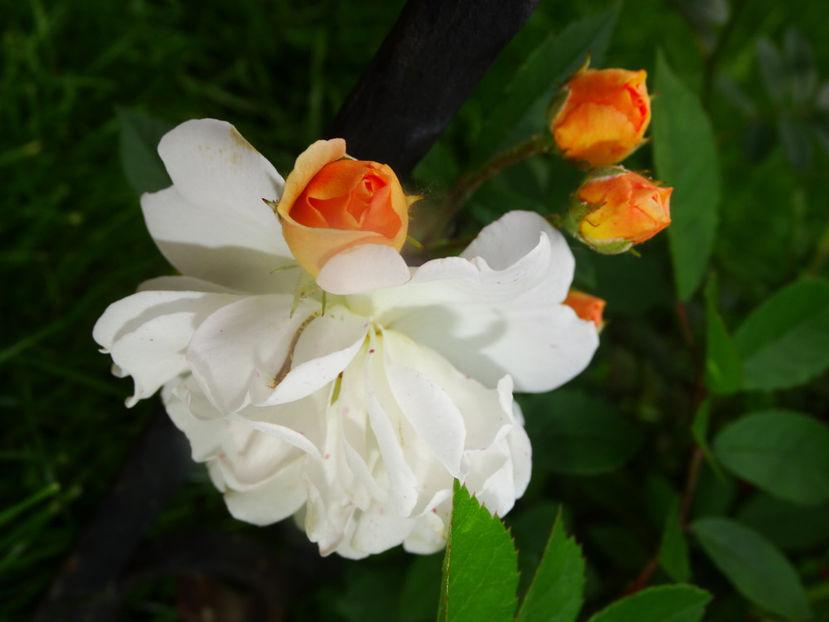  - Ghislaine de Feligonde