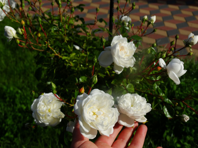  - Snow Ballet pomisor