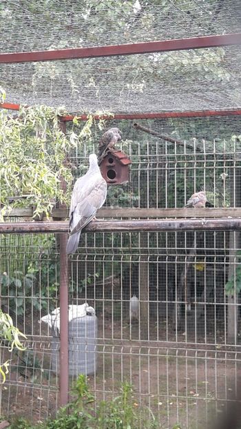  - PORUMBEI SALBATICI