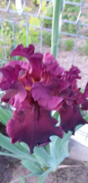  - STANJENEI și BUJORI 2019