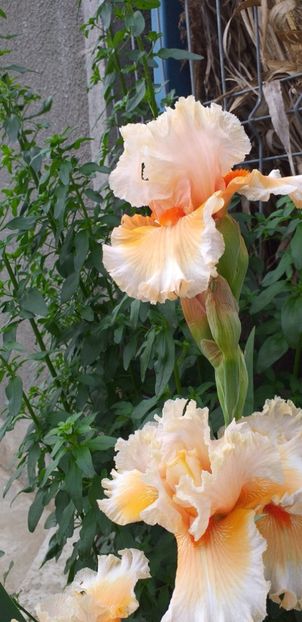  - STANJENEI și BUJORI 2019