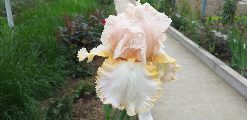  - STANJENEI și BUJORI 2019