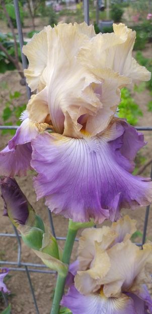  - STANJENEI și BUJORI 2019