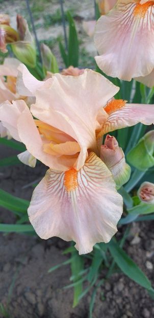  - STANJENEI și BUJORI 2019