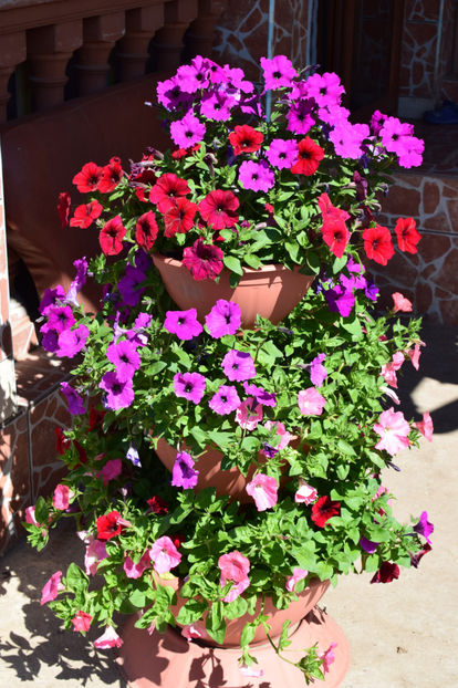  - FLORILE MELE 2019