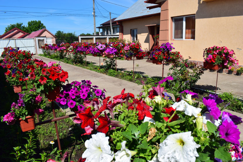  - FLORILE MELE 2019